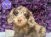 Beautiful Miniature Dachshund Puppies Ready Now