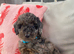 Cockapoo puppies