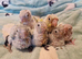 Super tame fully hand reared baby's