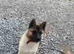 Male Akita