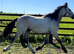"HULK Irish Draught x Cob " Dun Gelding Showing Horse