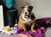 English bulldog