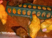 Cherry Valley and Caki Campbell Ducklings