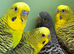 Black face and black wing budgies available