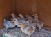 Oprington bantams