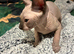 Boy Sphynx