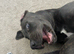 Cane corso cross presa canario