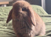 Agouti Mini Lop