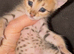 Tica Registered Purebred Savannah kittens