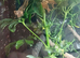 Grested Geckos