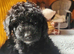 F1bb PRA clear cockapoo last boy remaining