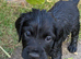 Beautiful Sprocker puppies