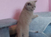 Cinnamon and lilac british shorthair kittens