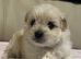 Maltese puppies