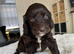 Cockapoo puppies