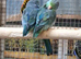 Stunning Young Parrotlets