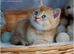 Golden male with blue eyes DBE, carry cinnamon
