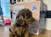 Cockapoo puppies available