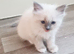 Pure ragdoll kitten for sale