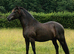 Black 14.3 Sec D gelding