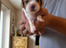 3 cavalier boy puppies available