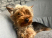 Yorkshire terrier 1 year old girl