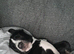 English ball dog cross collie