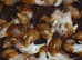 PANTHERA "GOLD" GIANT AFRICAN LAND SNAILS (5.5cm)