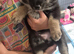 Siberian husky puppies