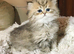 Pedigree persian kittens, white and chinchilla, goldenchinchilla