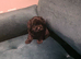 Cockapoo in Leeds