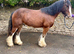 Stunning Clyde x cob gelding 4 yrs old
