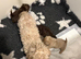 4 males Shihzu puppies available ready now !!