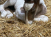 Mare with foal at foot