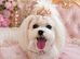 ESPONJOSO Asian Maltipoo 4*Council Licensed