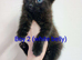 Beautiful Ragdoll mix kittens looking for a new home!!