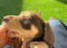 miniature dachshunds