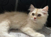 Beautiful male Persian
