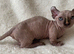 Beautiful Sphynx Dwelf Female Kitten