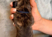Whippet Puppies