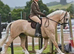 Welsh D cream dun what a boy he is very un usual