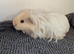 2 female guinea pigs