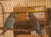 Black Face budgies