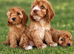Cockapoo