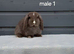 Purebred mini lop rabbits
