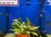 Juvenile Orange Blotch Peacock Hap (Aulono