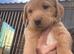 Labradoodles