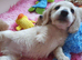 Gorgeous Clear Cream Mini Dachshunds