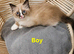 Ragdoll Bicollor kittens