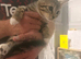 Half Maincoon kittens